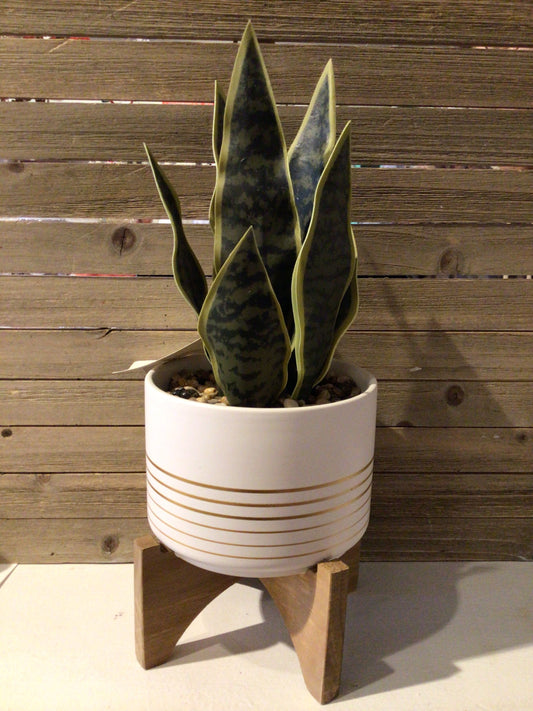 Artificial Snake Plant in Striped Ceramic on Wood Stand